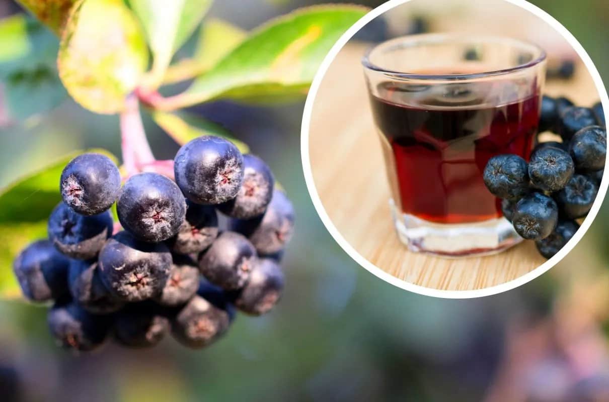 Herbata z aronii: Przepisy, idealny smak i zdrowotne sekrety